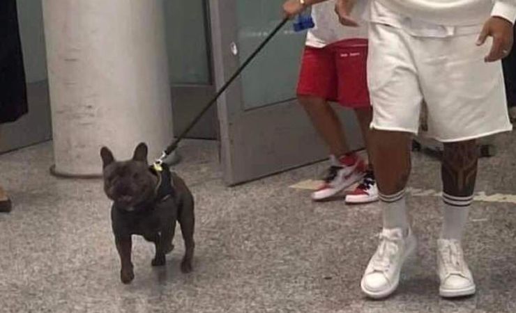 Il cane di Insigne